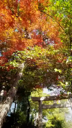 岐阜稲荷山本社の鳥居