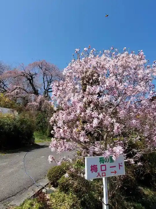 日枝神社の自然