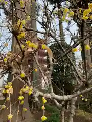 柳沢寺の塔