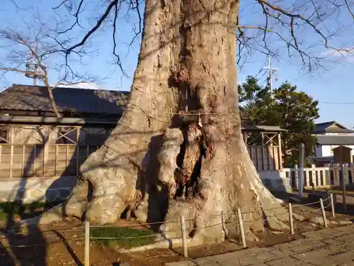 若宮八幡宮の自然