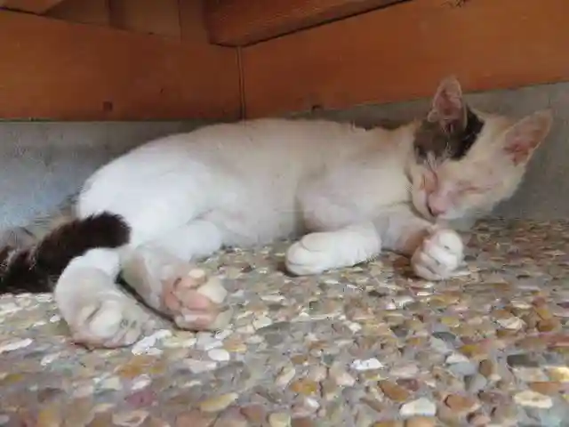 御誕生寺(猫寺)(福井県)