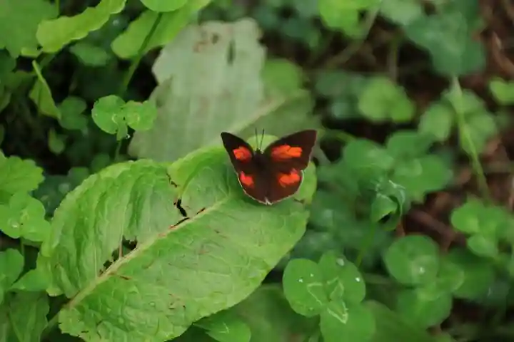 鹿島大神宮の自然