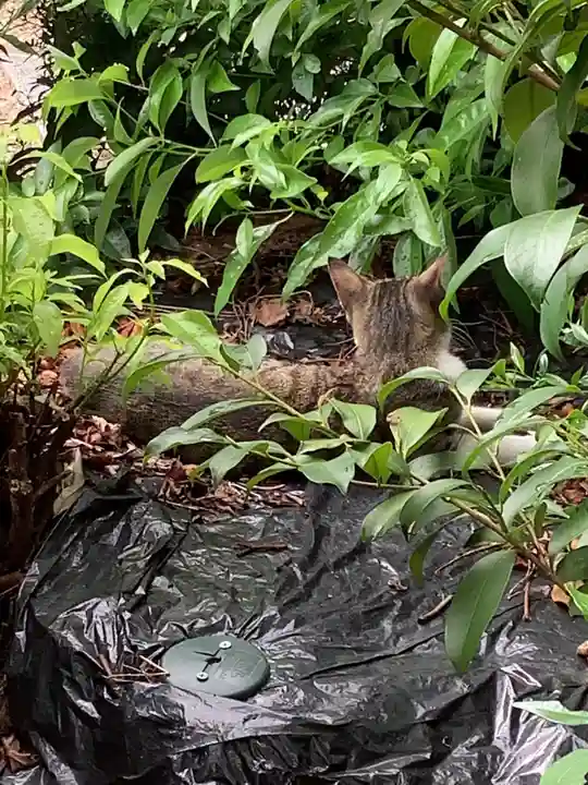 三輪神社の動物