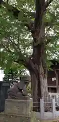 高木神社の狛犬