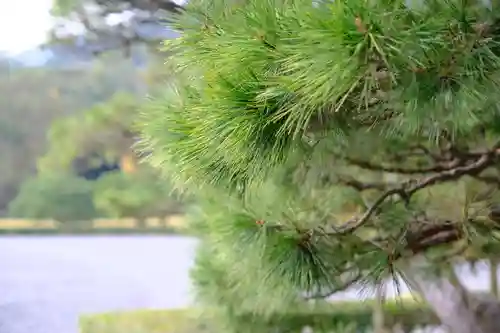 伊勢神宮内宮（皇大神宮）の自然