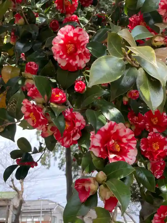 尉殿神社の自然