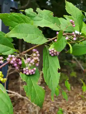 沙沙貴神社(滋賀県)