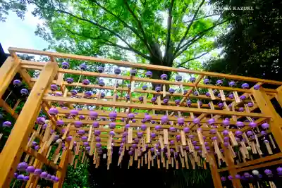 川越氷川神社(埼玉県)