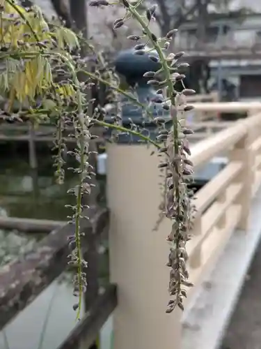 亀戸天神社(東京都)