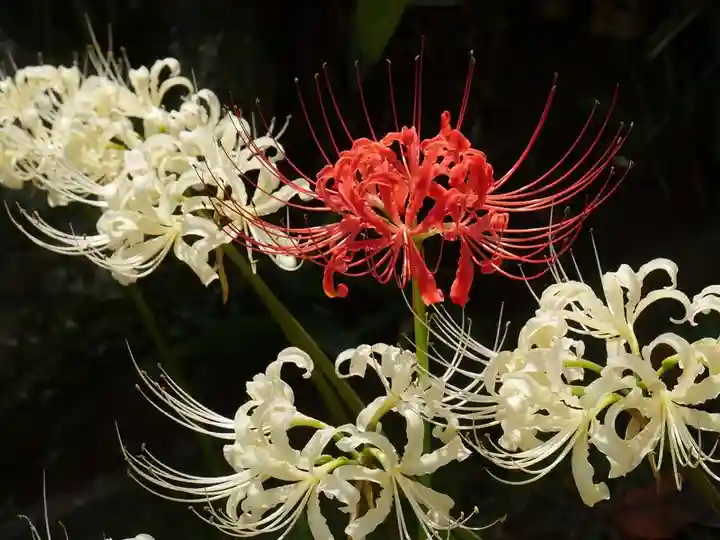 横浜 西方寺の自然