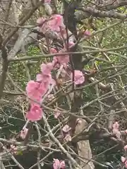 出雲大神宮の自然