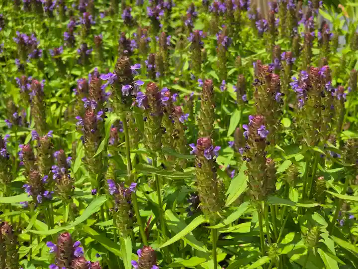 唐招提寺(奈良県)