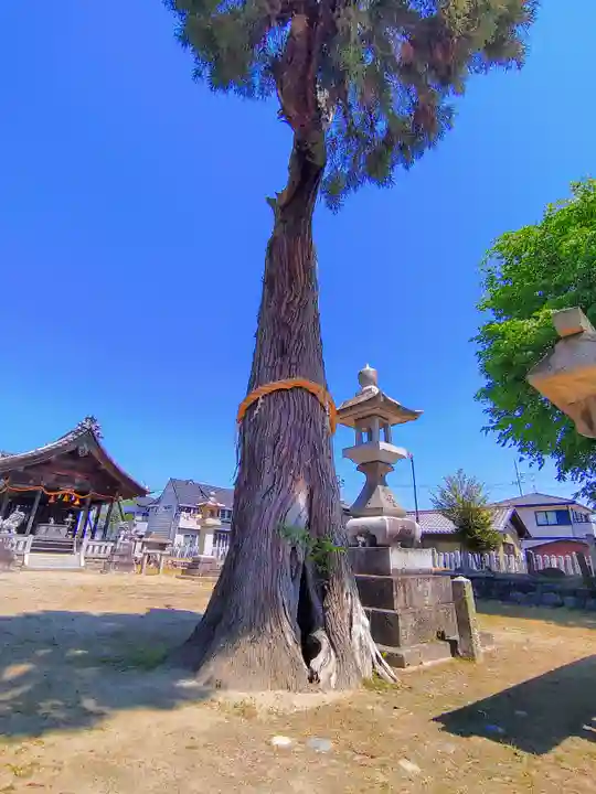 白山社(前飛保町)の自然