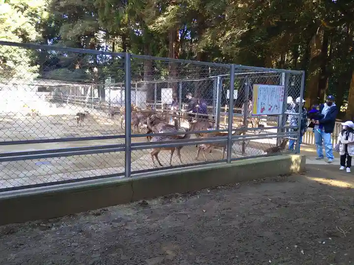 鹿島神宮の動物