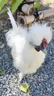 高屋敷稲荷神社(福島県)
