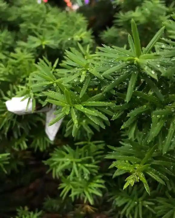 高司神社〜むすびの神の鎮まる社〜(福島県)