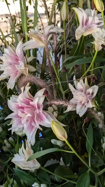 北野天満宮(京都府)