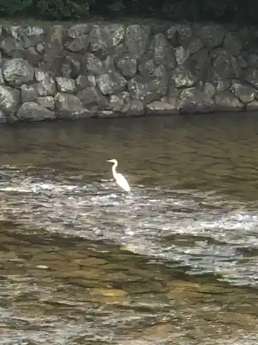 伊勢神宮内宮（皇大神宮）の動物