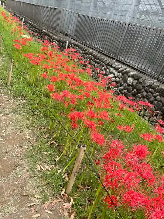 横浜 西方寺の自然