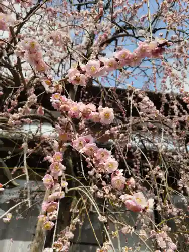 観音寺の庭園