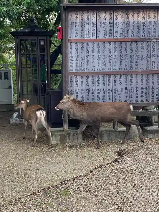 興福寺 南円堂の動物