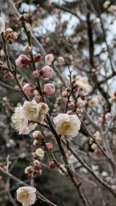 白雲神社(京都府)