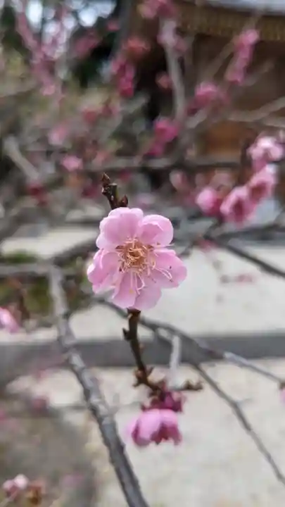 熊野神社(板山熊野神社)(愛知県)