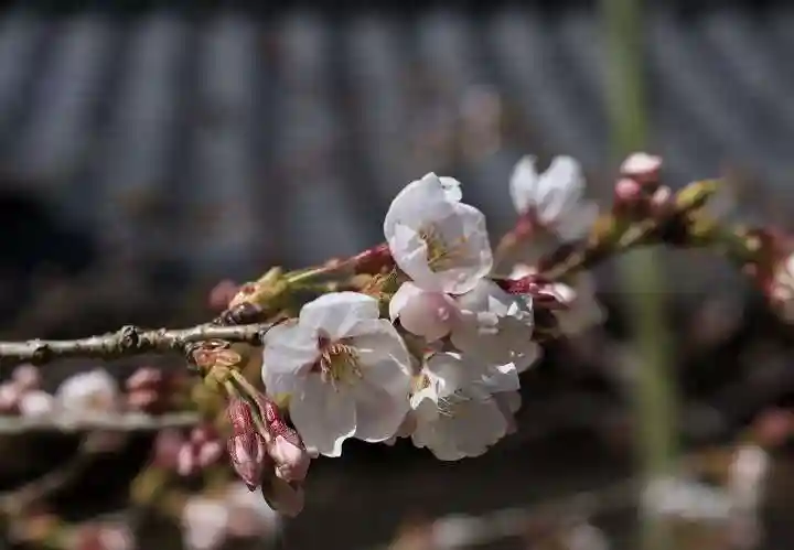 光明寺(粟生光明寺)(京都府)
