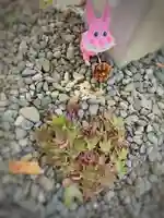 彌彦神社 (伊夜日子神社)の像