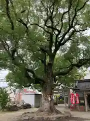 止止呂支比売命神社(大阪府)