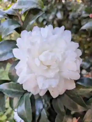 阿佐ヶ谷神明宮(東京都)