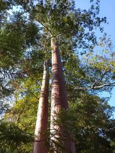小野神社の自然