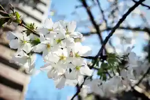 くまくま神社(導きの社 熊野町熊野神社)の自然(2021年03月18日(木) 20時12分29秒投稿)