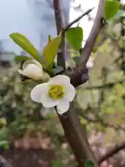 成子天神社の自然