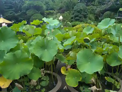乗蓮寺(東京都)