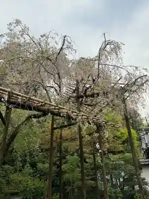 一條殿 新善光寺の自然