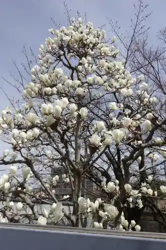 上品蓮台寺の自然