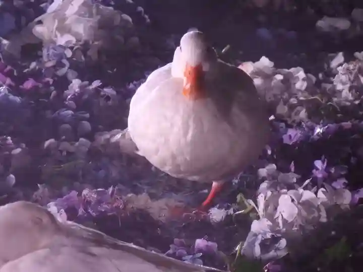 楽法寺(雨引観音)の動物
