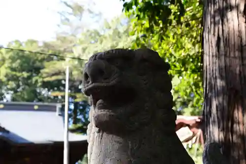 金井八幡神社の狛犬