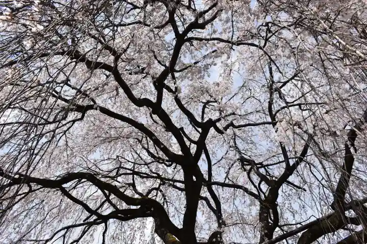 本満寺(本願満足寺)の自然