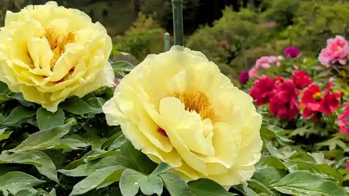 金蛇水神社(宮城県)