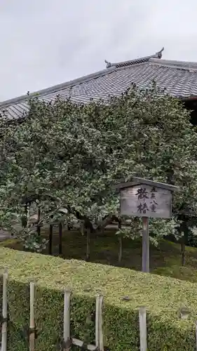 地蔵院（椿寺）(京都府)