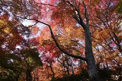 祇王寺(京都府)