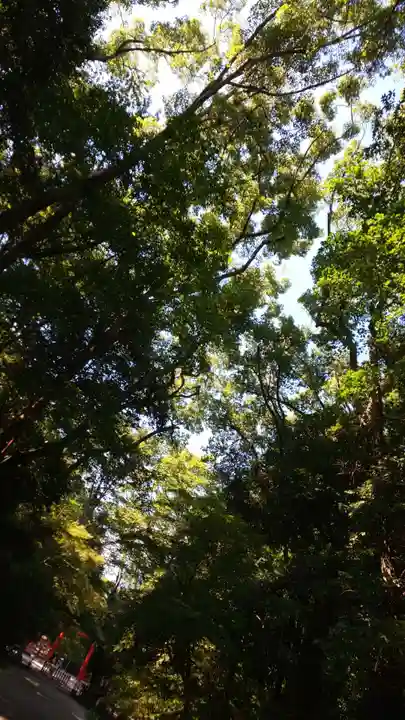 賀茂御祖神社(下鴨神社)の自然