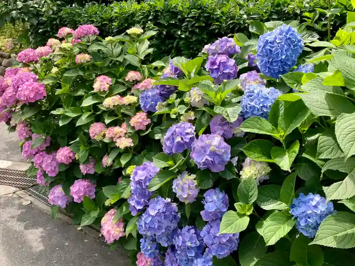 極楽寺(霊鷲山感應院極楽律寺)の自然
