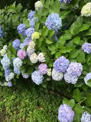 高幡不動尊　金剛寺(東京都)