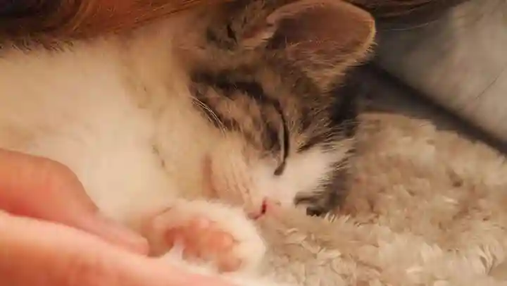 天王山 安楽寺(福井県)