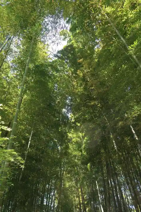 高台寺(高台寿聖禅寺・高臺寺)の自然