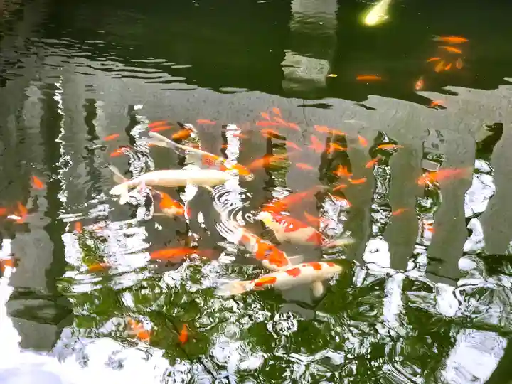 魚吹八幡神社の動物