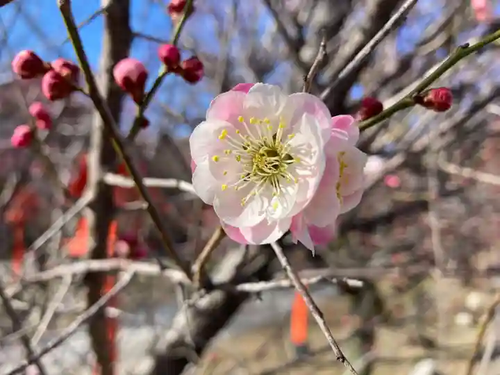 朝日森天満宮の自然